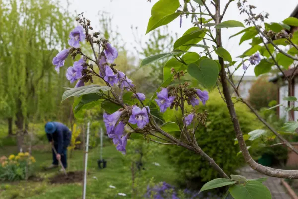 Paulownia tomentosa: ce condiții cere și cum o îngrijești