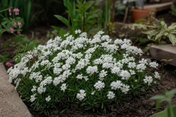 Iberis (Iberis sempervirens) – sfaturi pentru plantare, creștere și întreținere