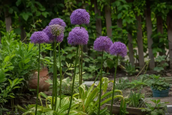 Allium ornamental (Allium giganteum) – tot ce trebuie să știi despre plantare și îngrijire
