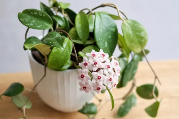 Hoya sau floarea de ceară (Hoya carnosa): plantare, udare și întreținere