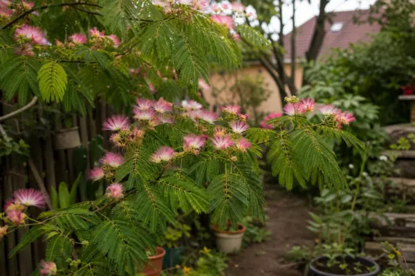 Arborele de mătase (Albizia julibrissin) – condiții de creștere, plantare și îngrijire