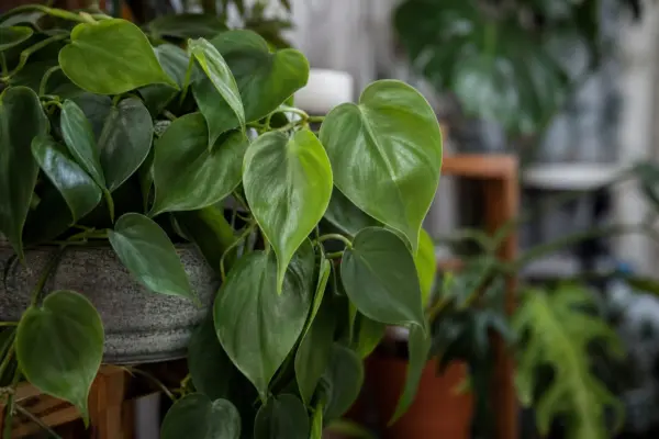 Philodendron scandens: cum se plantează și cum se îngrijește corect