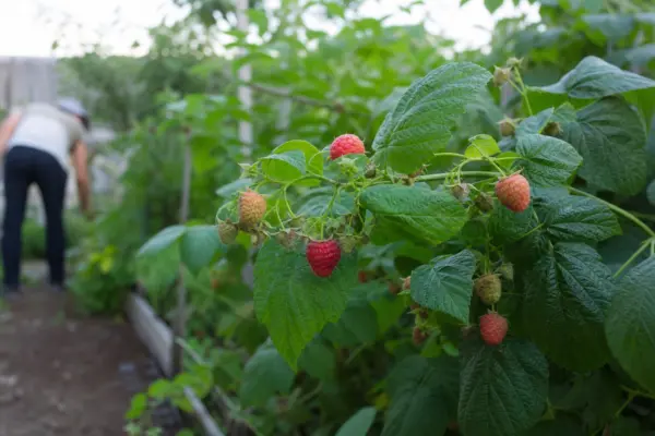 Zmeur (Rubus idaeus) – plantare și îngrijire pas cu pas