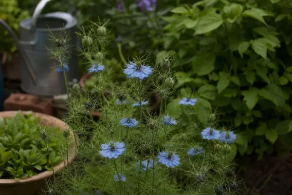 Chica voinicului (Nigella damascena) – ghid complet de cultivare și îngrijire