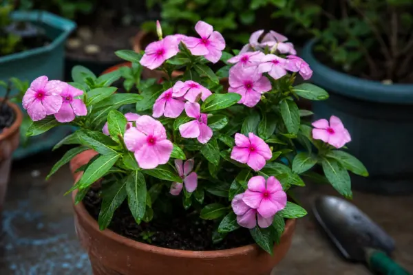 Vinca roz (Catharanthus roseus) – ghid practic de plantare și îngrijire