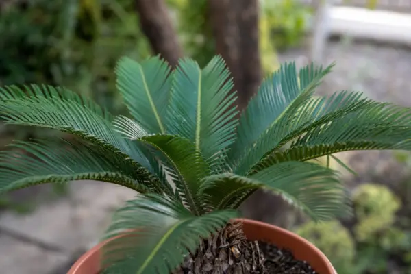 Cycas (Cycas revoluta) – tot ce trebuie să știi despre plantare și îngrijire