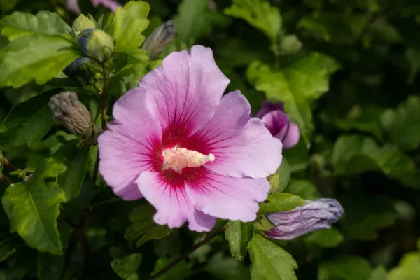 Hibiscus de grădină (Hibiscus syriacus): plantare și îngrijire pas cu pas