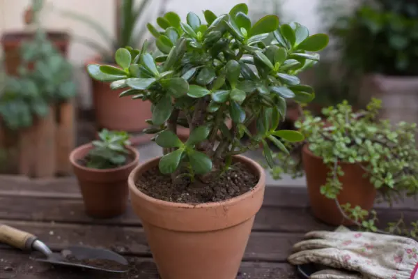 Arborele de jad (Crassula ovata) – de la plantare la întreținerea de zi cu zi