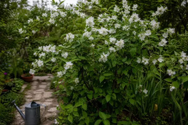 Lămâiță (Philadelphus coronarius) – plantare, udare și întreținere