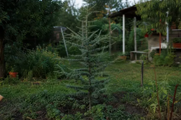Cedru (Cedrus atlantica) – ghid complet de cultivare și îngrijire