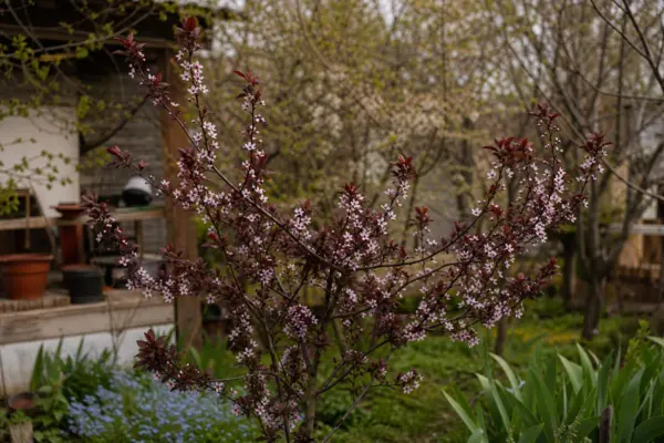 Corcoduș roșu (Prunus cerasifera) – sfaturi de plantare și îngrijire