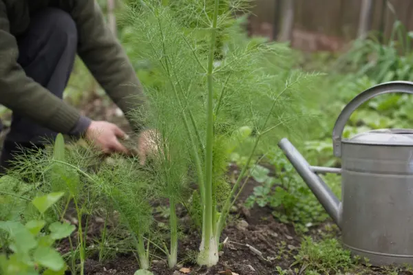 Fenicul (Foeniculum vulgare) – plantare și îngrijire pas cu pas