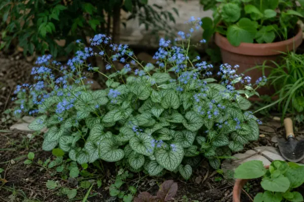 Brunnera macrophylla – condiții de creștere, plantare și îngrijire