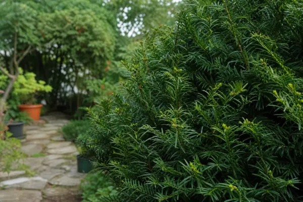 Tisa (Taxus baccata) – tot ce trebuie să știi despre plantare și îngrijire