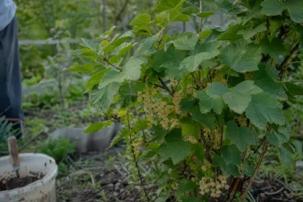 Coacăz alb (Ribes rubrum) – de la plantare la întreținerea de zi cu zi