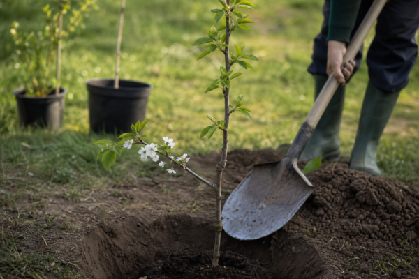 Cireș (Prunus avium) – plantare, îngrijire și greșeli de evitat