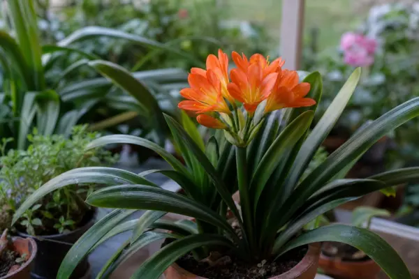 Clivia (Clivia miniata) – ghid complet de cultivare și îngrijire
