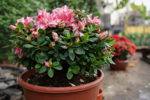 Azalee de apartament (Rhododendron simsii) – plantare, îngrijire și greșeli de evitat