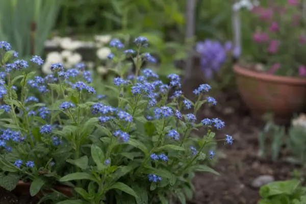 Nu-mă-uita (Myosotis sylvatica) – de la plantare la întreținerea de zi cu zi