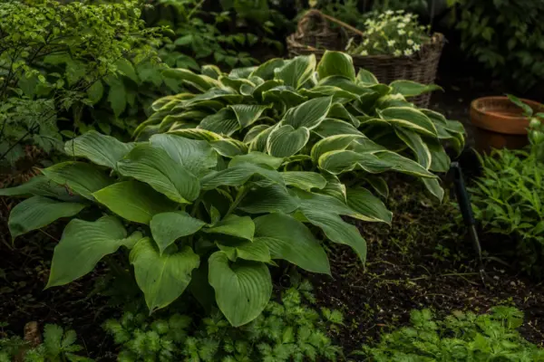 Hosta plantaginea – sfaturi de plantare și îngrijire