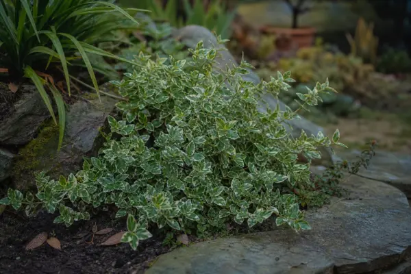 Evonim (Euonymus fortunei) – tot ce trebuie să știi despre plantare și îngrijire