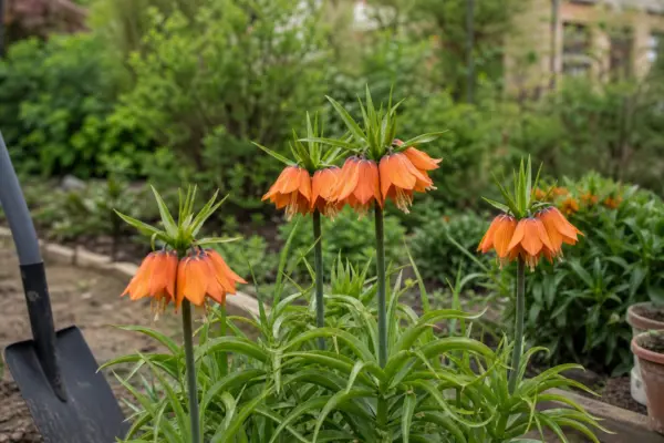 Coroana imperială (Fritillaria imperialis) – plantare, îngrijire și greșeli de evitat