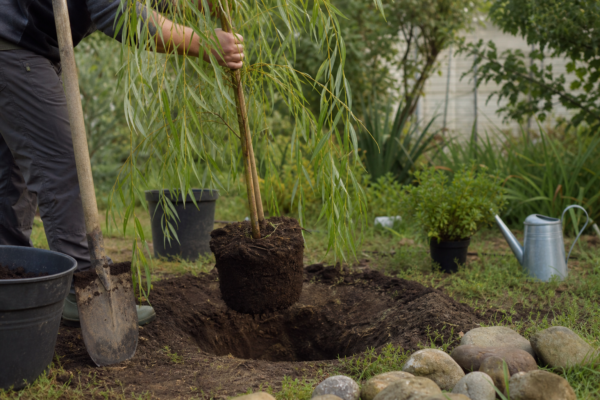 Salcie plângătoare (Salix babylonica) – ghid practic de plantare și îngrijire