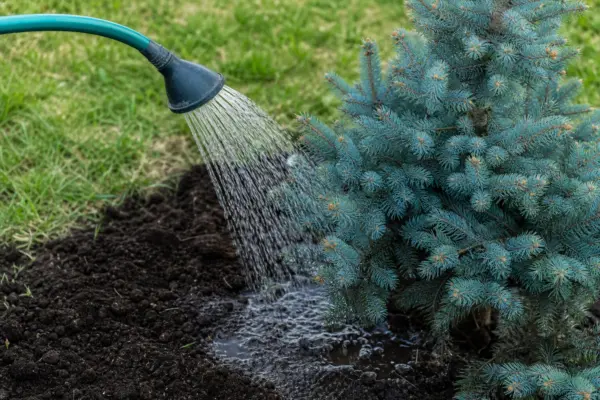 Molidul albastru (Picea pungens): plantare, udare și îngrijire
