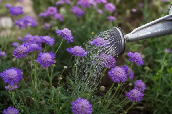 Scabiosa (Scabiosa atropurpurea): plantare, udare și întreținere