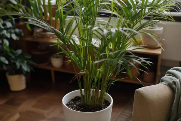 Palmier areca (Dypsis lutescens) – condiții de creștere, plantare și îngrijire