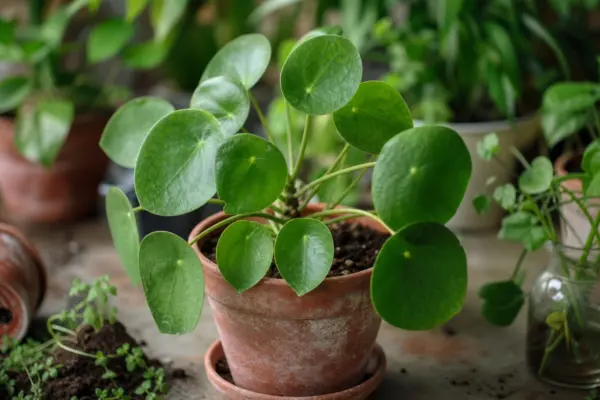 Pilea (Pilea peperomioides) – ghid practic de plantare și îngrijire