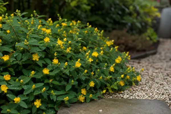 Sunătoare arbustivă (Hypericum calycinum) – tot ce trebuie să știi despre plantare și îngrijire