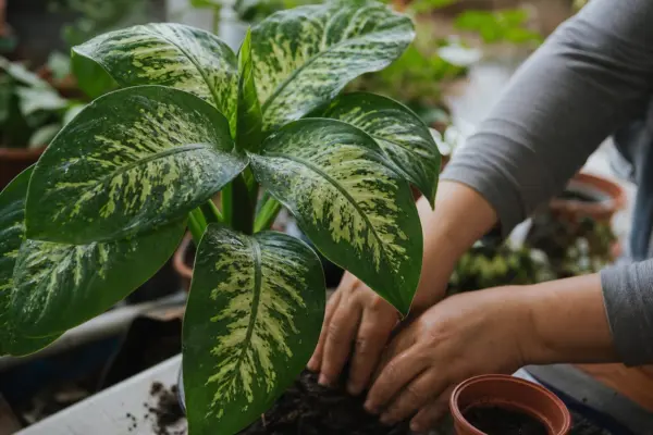 Dieffenbachia seguine – condiții de creștere, plantare și îngrijire