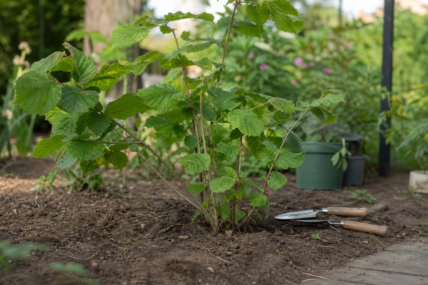 Alun (Corylus avellana) – sfaturi pentru plantare, creștere și întreținere