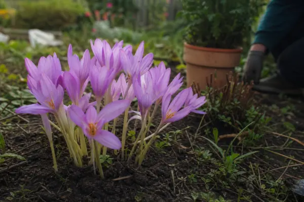 Brândușa de toamnă (Colchicum autumnale) – sfaturi pentru plantare, creștere și întreținere