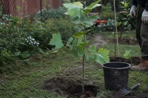 Platan (Platanus acerifolia) – plantare, îngrijire și greșeli de evitat