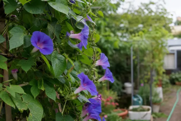 Zorele (Ipomoea purpurea) – plantare, udare și întreținere