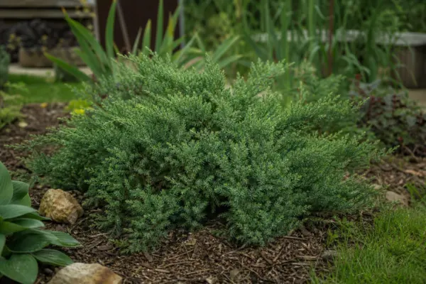 Ienupăr (Juniperus communis) – ghid practic de plantare și îngrijire