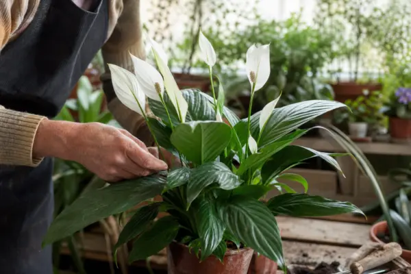 Crinul păcii (Spathiphyllum) – ghid complet de cultivare și îngrijire