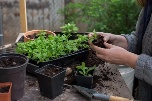 Când se seamănă petuniile pentru răsaduri și cum obții plante bogate