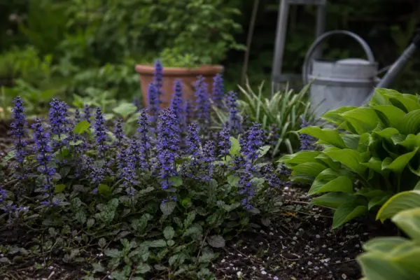 Vinerița (Ajuga reptans) – ghid complet de cultivare și îngrijire