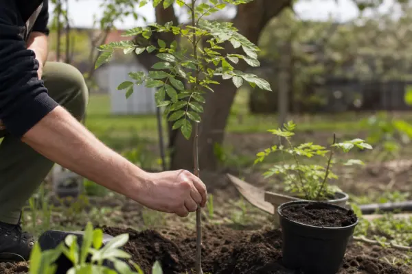 Frasin (Fraxinus excelsior) – plantare și îngrijire pas cu pas