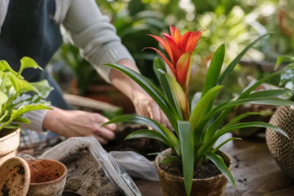 Guzmania (Guzmania lingulata) – tot ce trebuie să știi despre plantare și îngrijire