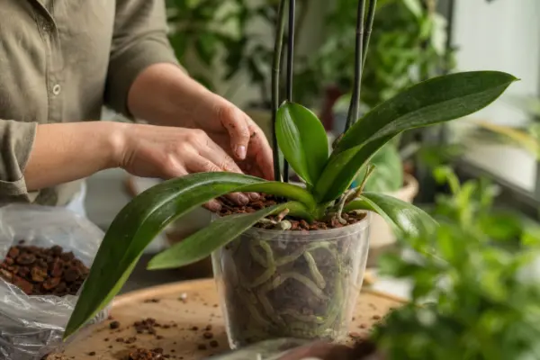 Orhideea (Phalaenopsis) – plantare și îngrijire pas cu pas