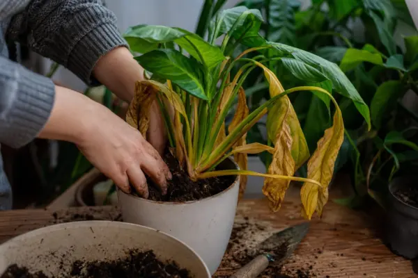 Cum îți dai seama că plantele primesc prea multă apă