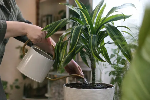 Trestia fericirii (Dracaena fragrans) – plantare, udare și întreținere