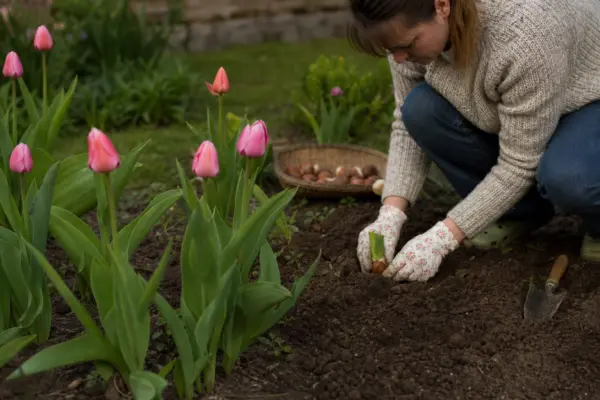 Laleaua (Tulipa) – plantare, îngrijire și greșeli de evitat