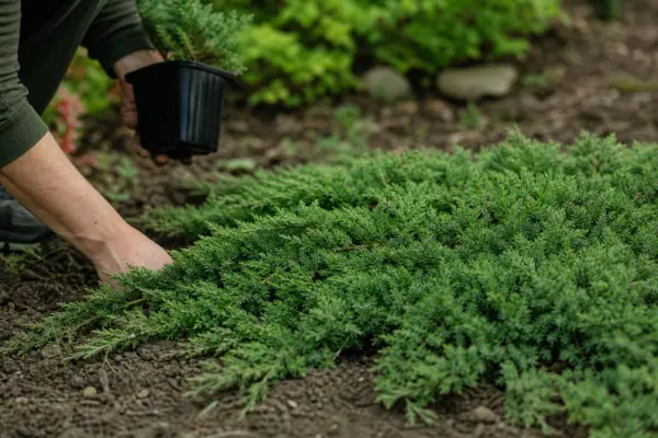 Ienupăr târâtor (Juniperus horizontalis) – plantare, udare și întreținere