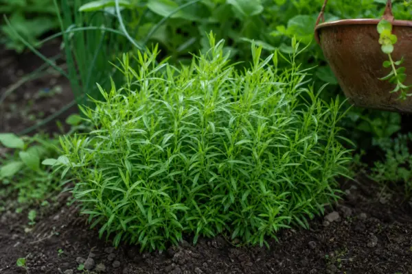 Tarhon (Artemisia dracunculus) – ghid practic de plantare și îngrijire