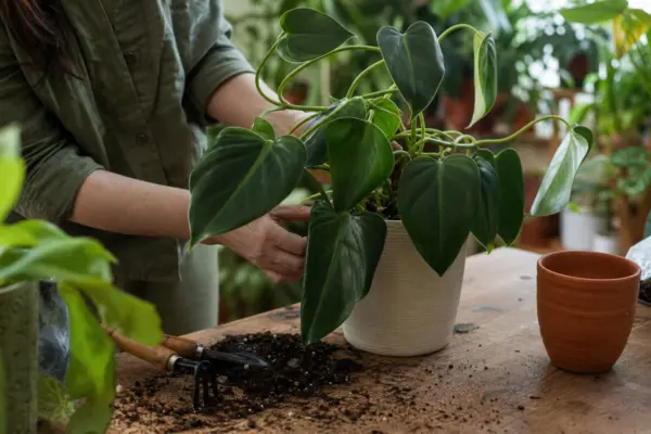 Filodendronul (Philodendron scandens) – ghid pas cu pas de plantare și întreținere